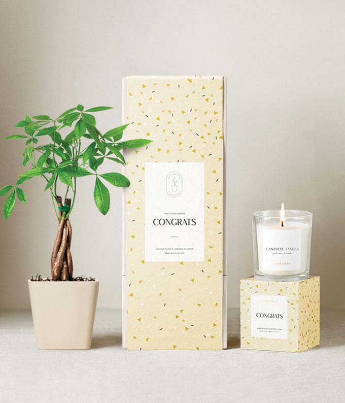 Lula's Garden  Congrats Money Tree Gift Set