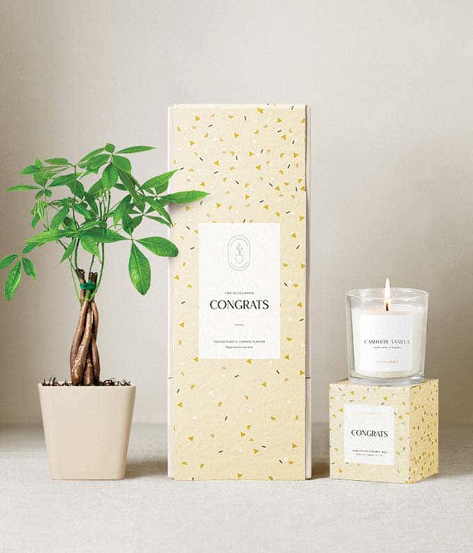 Congratulations gift set featuring a money tree in a beige ceramic planter, a citrus blossom scented candle, and a cream and yellow confetti-patterned gift box labeled Congrats