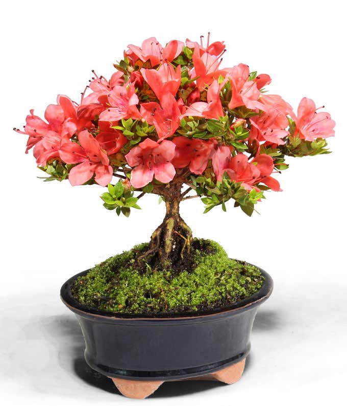 Kazan Azalea Bonsai Plant