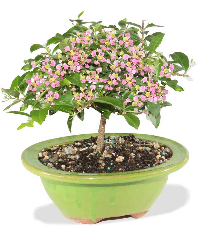 Barbados Cherry Indoor Potted Bonsai