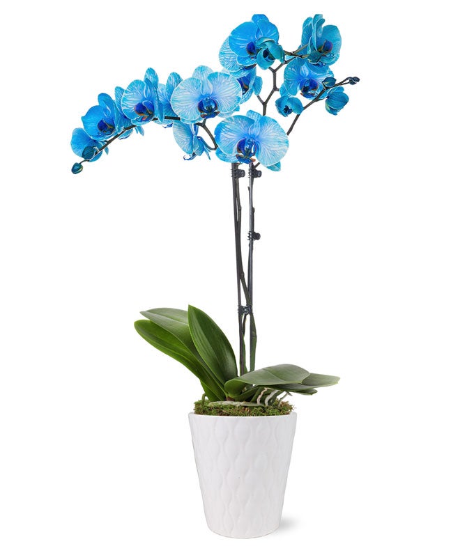 Blue Sapphire Orchid