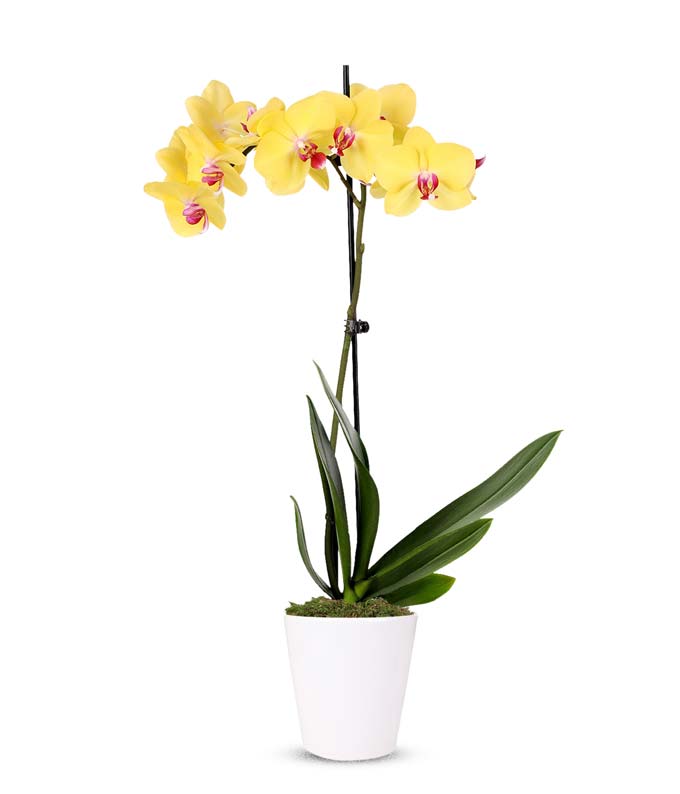 Lustrous Yellow Orchid Plant