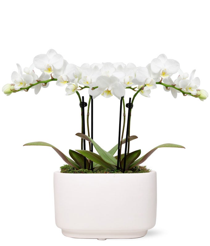 White Sands Mini Orchid