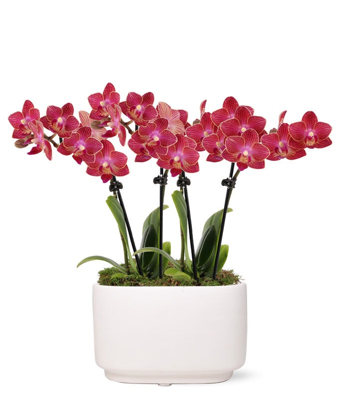 Scarlet Sunrise Mini Orchid