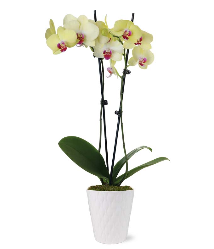 Sunny Yellow Orchid Plant