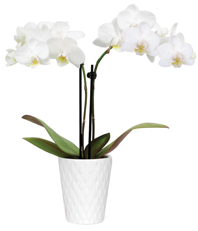 Wistful White Mini Orchid
