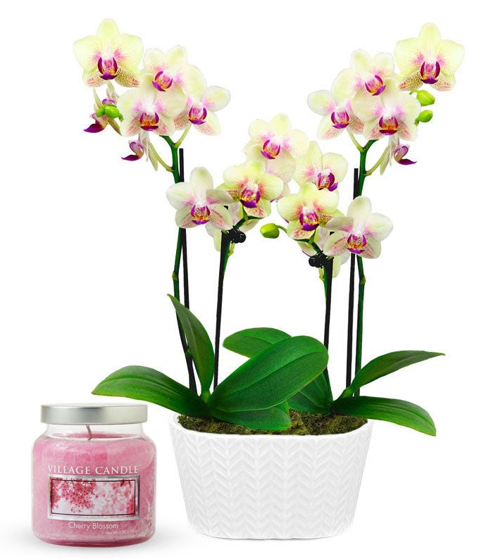 Sunny Orchid & Cherry Blossom Candle Bundle
