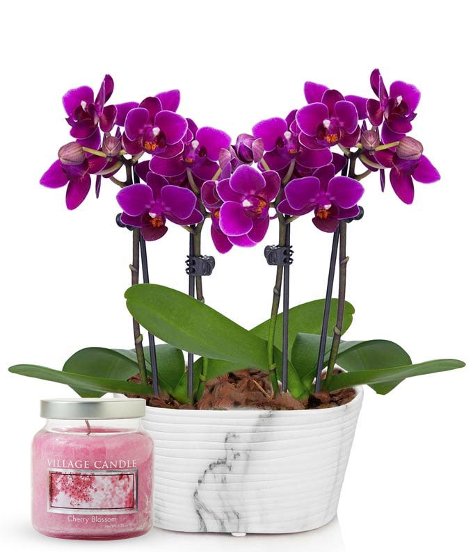 Vibrant Purple Orchid and Cherry Blossom Candle Set