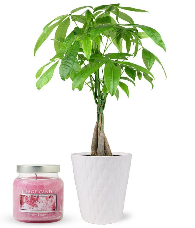 Calm & Fortune Gift Set
