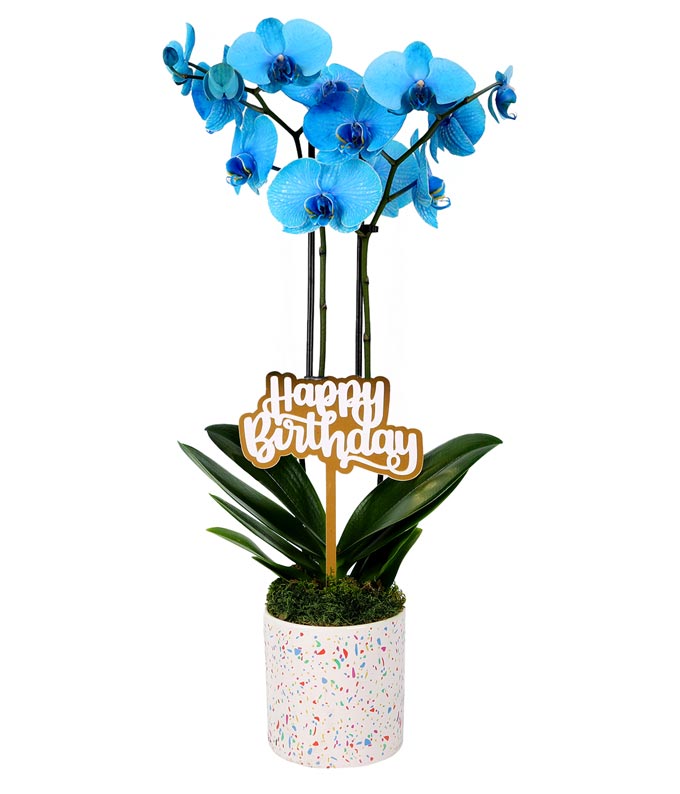 Blue Happy Birthday Confetti Orchid