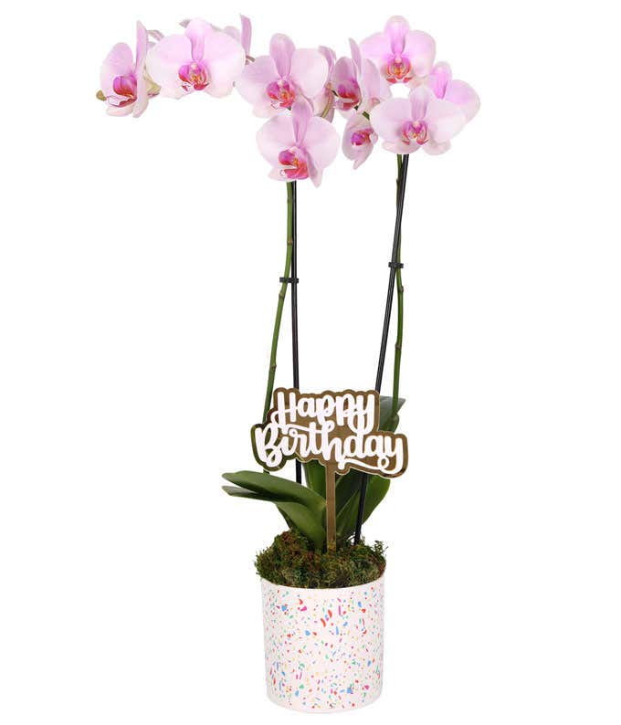 Pink orchid plant with delicate blooms and lush green leaves, displayed in a festive white planter with a colorful confetti pattern and topped with a gold 