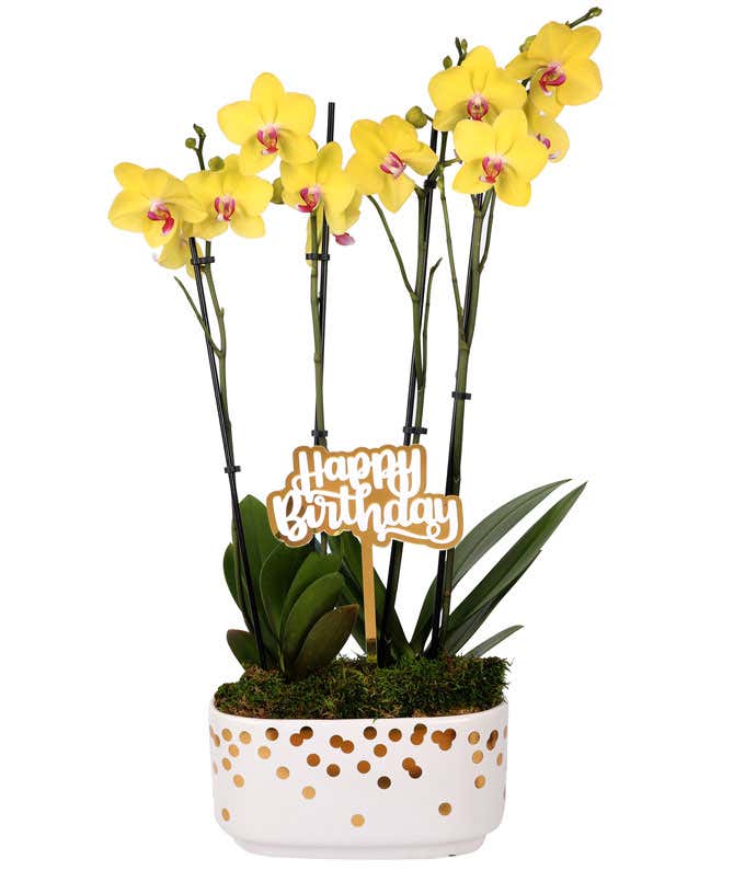Yellow orchid plant with vibrant blooms and lush green leaves, displayed in a white planter with gold confetti details and topped with a gold 