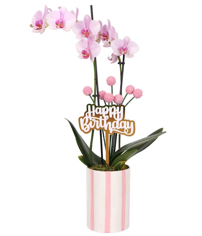 White orchid plant with soft pink accents on the blooms, lush green leaves, and pink billy balls, topped with a gold 