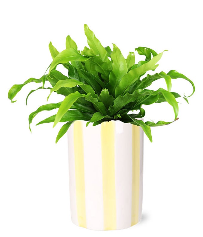 Bird's Nest Fern Plant