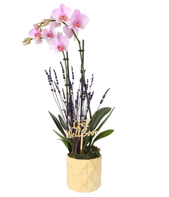 Pink Get Well Soon Orchid with Lavender