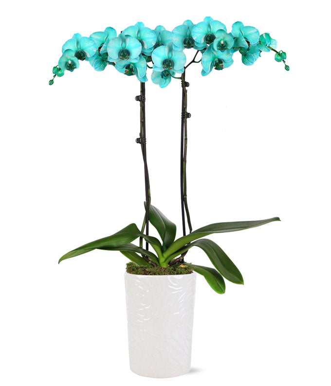 Turquoise Waters Orchid