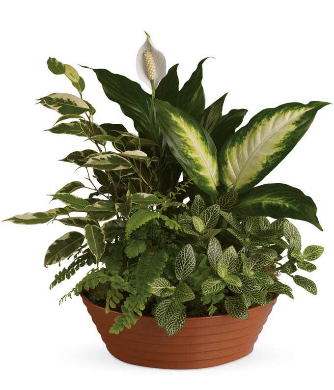 Collection of green plants and 