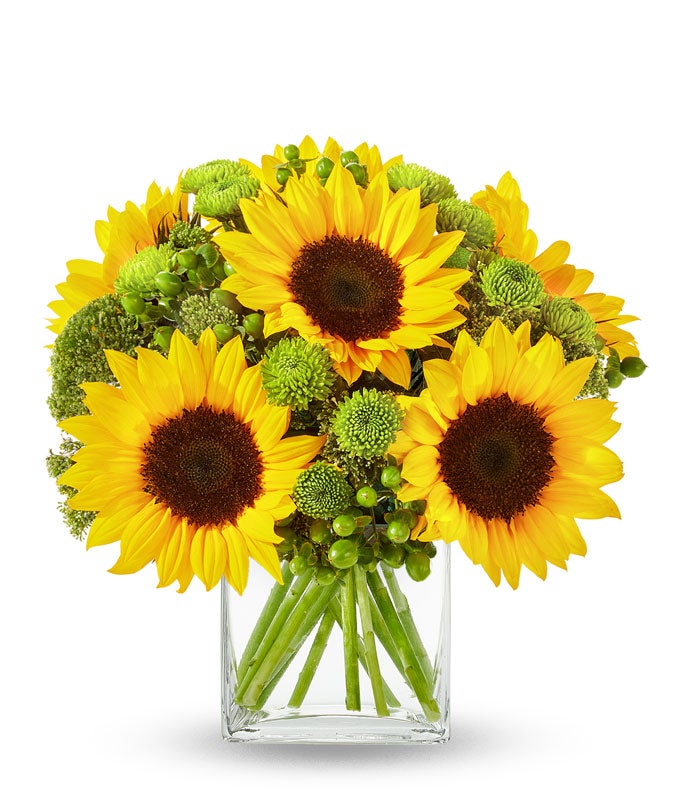 Sunflower Hills