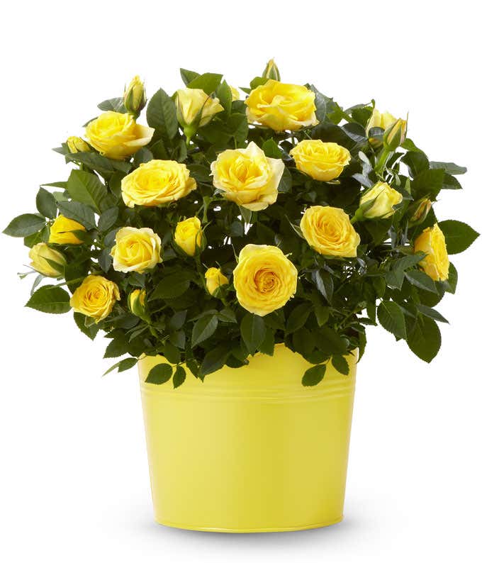 Bright and small yellow roses with green leaves popping out of a brown woven container