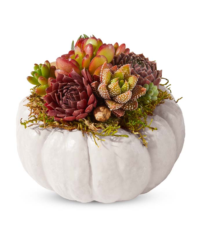 Mini White Pumpkin Succulent Garden