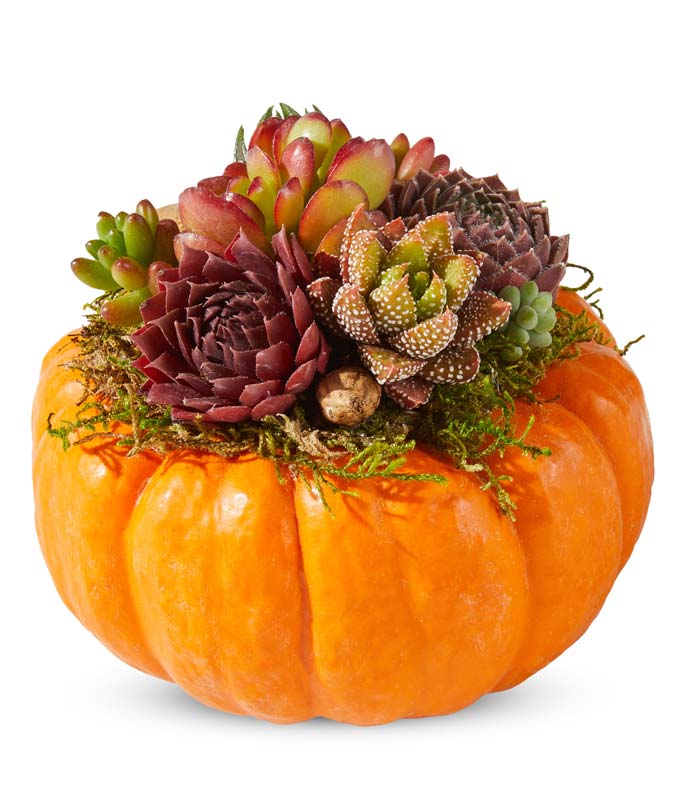 Mini Orange Pumpkin Succulent Garden