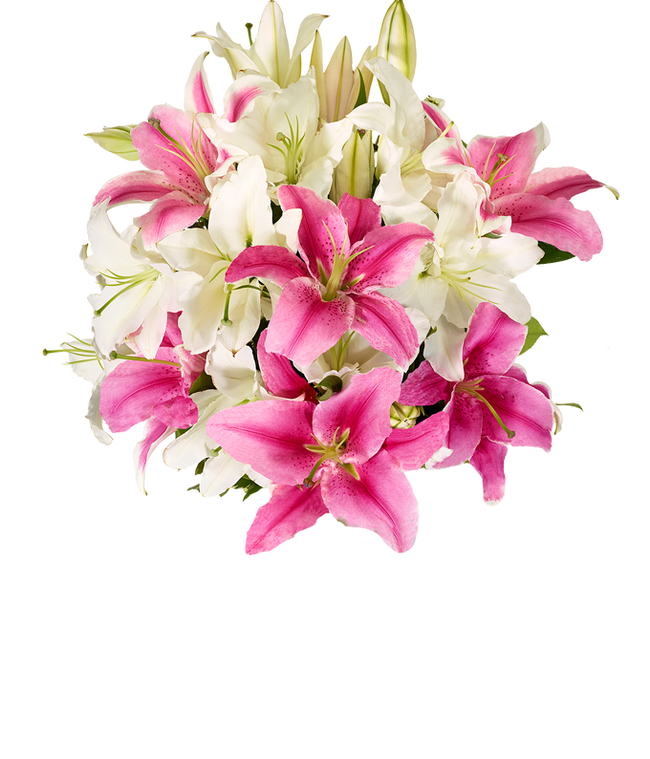 Partial image of Bouquet of elegant pink and white lilies with optional stylish glass vase and personalized gift message for a housewarming. without vase.