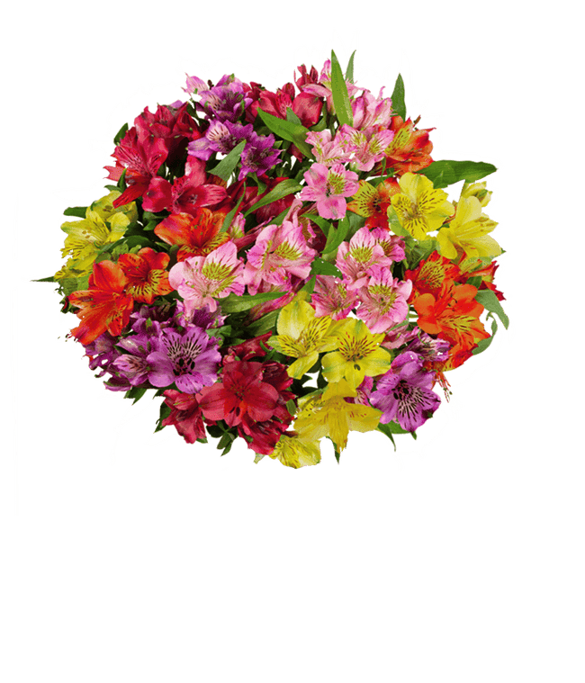 Partial image of A bouquet of 15 stems of alstroemeria in assorted colors, with an optional vase. without vase.