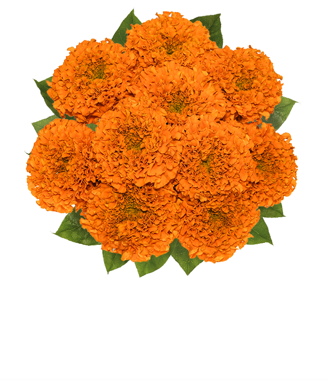 Partial image of Magnificent Fall Marigolds without vase.