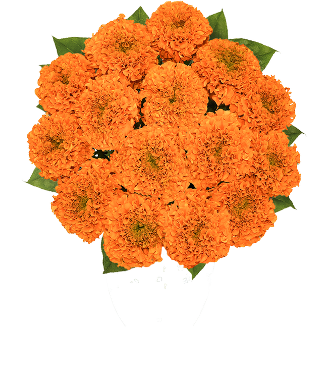 Partial image of Magnificent Fall Marigolds - Premium without vase.