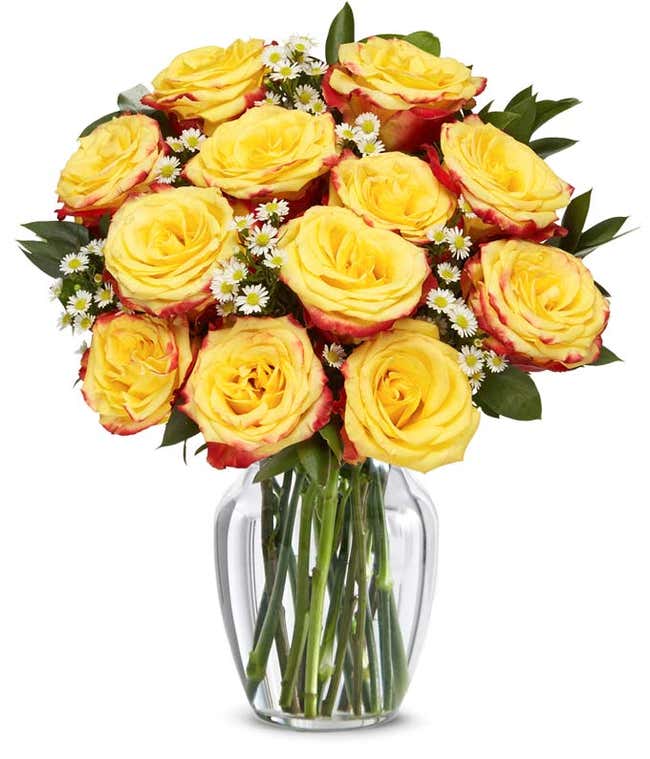 One Dozen Bi-Colored Roses