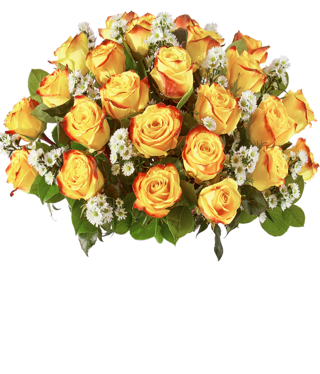 Partial image of Bi-color two dozen roses without vase.