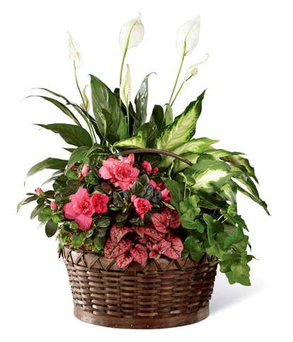 Pink Daydreams Dish Garden