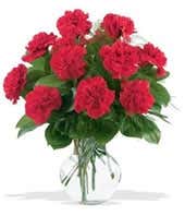 One Dozen Red Carnations