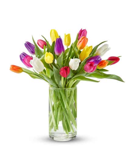 Tulip Rainbow