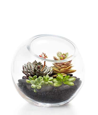 Luxury Succulent Terrarium
