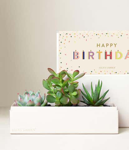 Lula's Garden &reg; Birthday Jewel Succulent Box 