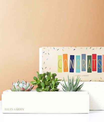 Lula's Garden &reg; Congratulations Jewel Succulent Box