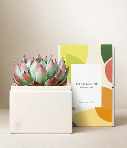 Lula's Garden &reg; Bliss Succulent Gift
