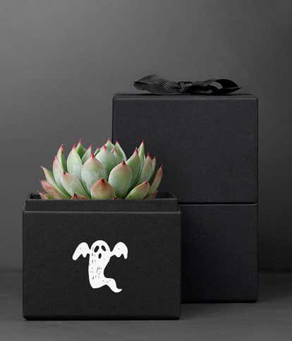 Lula's Garden &reg;  Halloween Bliss Noir