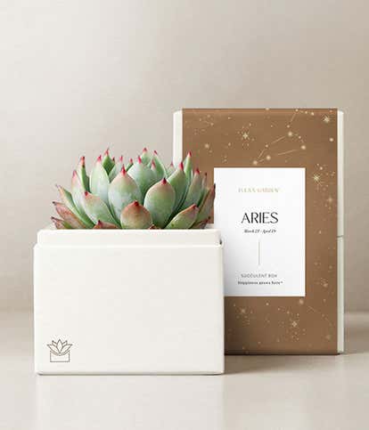 Lula's Garden &reg; Fire Collection Aries Succulent