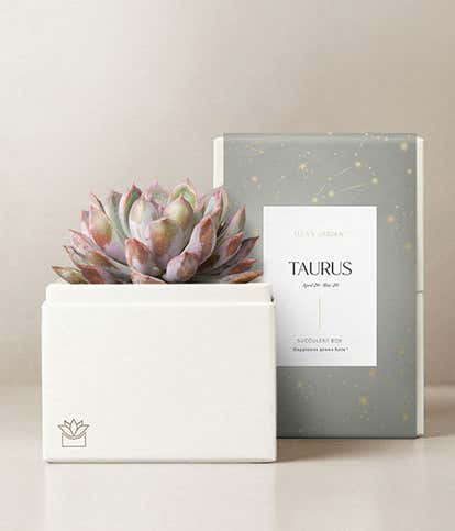 Lula's Garden &reg; Earth Collection Taurus Succulent