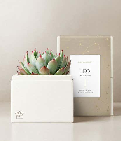 Lula's Garden &reg; Fire Collection Leo Succulent 