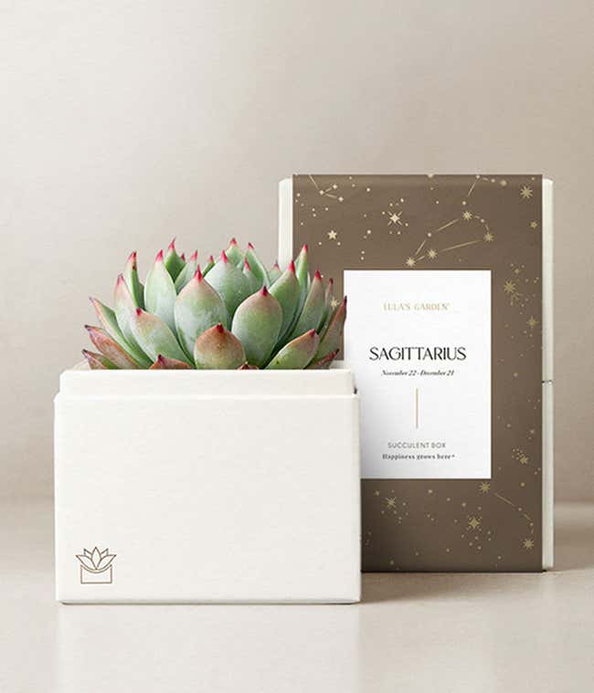 Lula's Garden &reg; Sagittarius Bliss Succulent Garden 