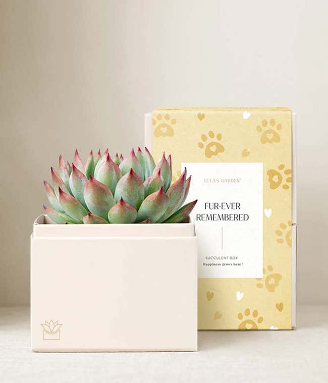 A pink-tipped echeveria succulent in a white planter with pet remembrance gift packaging and paw print design.