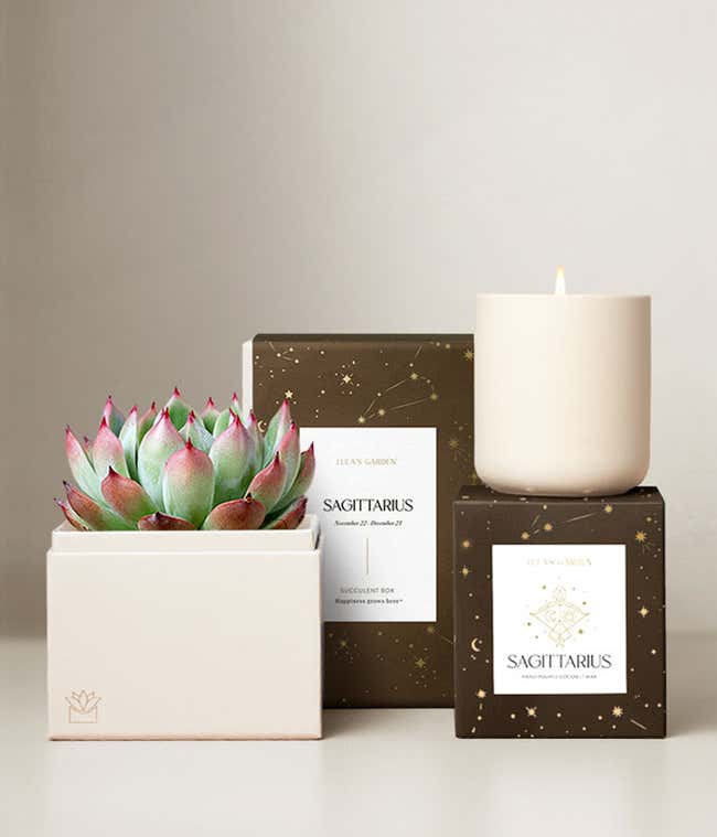 Echeveria Succulent Plant &amp; Candle with Sagittarius Sleeve &amp; Gift Box