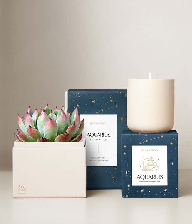 Echeveria Succulent Plant &amp; Candle with Aquarius Sleeve &amp; Gift Box