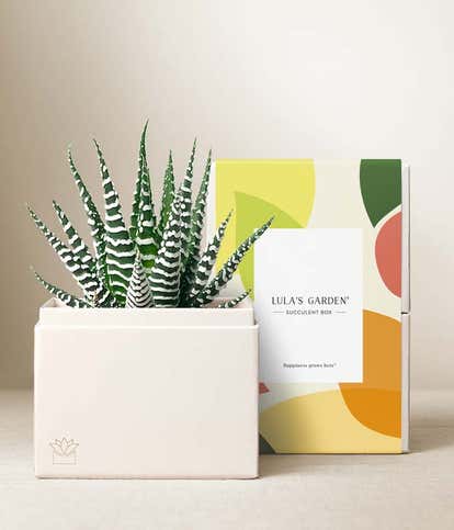 Lula's Garden &reg; Zebra Succulent Gift