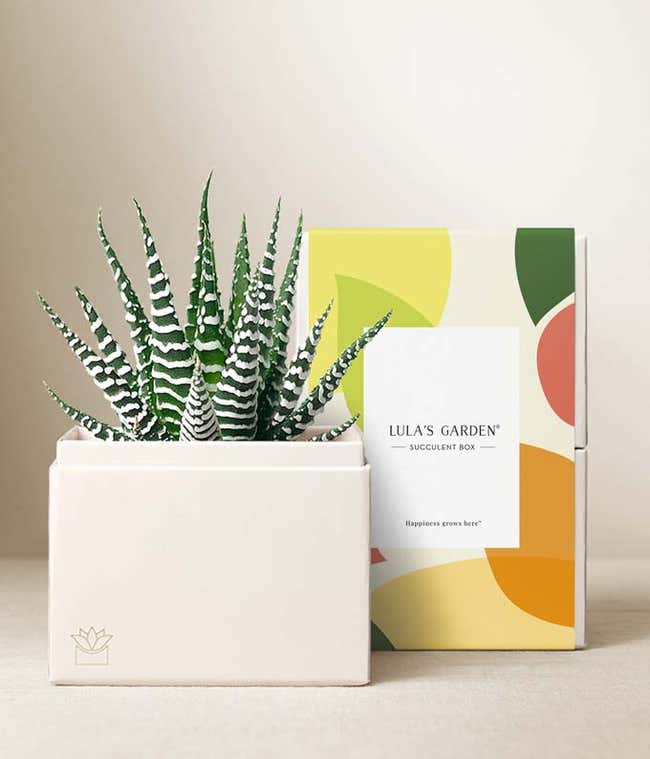Lula's Garden &reg; Zebra Succulent Gift