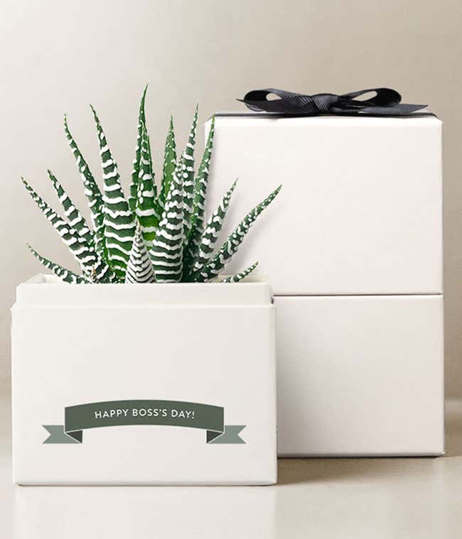 Boss Appreciation Day Zebra Succulent Gift 