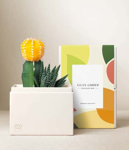 Lula's Garden &reg; Forever Sunny Succulent Gift